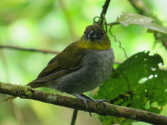 Chlorospingus flavigularis