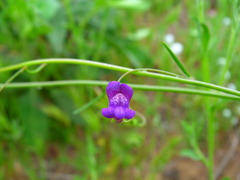 Neogaerrhinum strictum