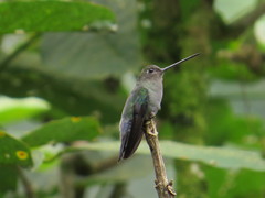 Campylopterus largipennis