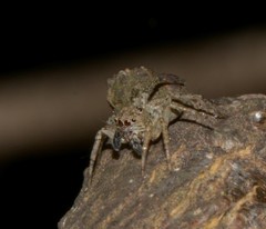 Saitis variegatus