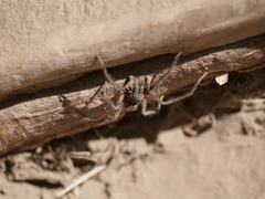 Tomopisthes horrendus