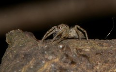 Saitis variegatus