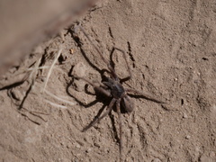 Tomopisthes horrendus
