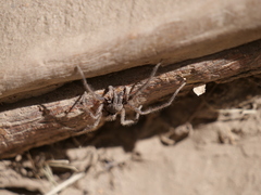 Tomopisthes horrendus
