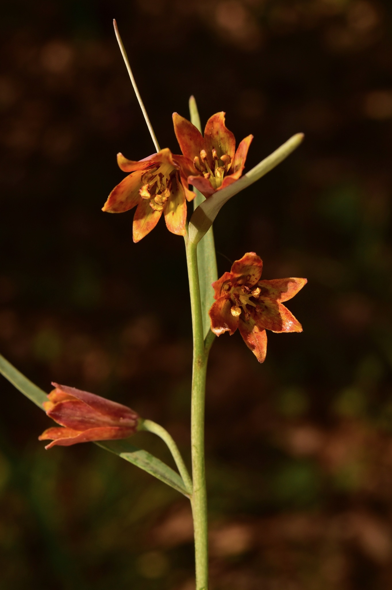 Fritillaria eastwoodiae