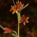 Butte County Fritillary - Photo (c) Jeff Bisbee, some rights reserved (CC BY-NC), uploaded by Jeff Bisbee
