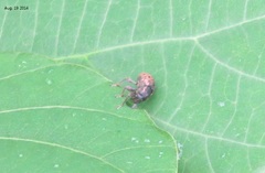 Anthribidae