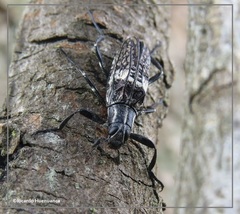 Homocyrtus dromedarius