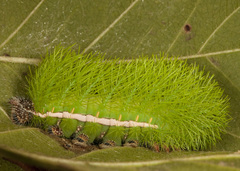 Automeris phrynon