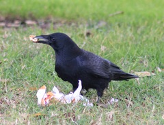 Corvus brachyrhynchos