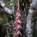 Tillandsia schultzei - Photo 由 Roberto Chavarro Chávarro 所上傳的 (c) Roberto Chavarro Chávarro，保留部份權利CC BY-NC