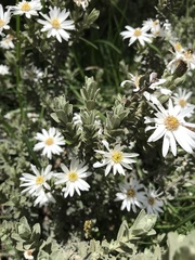 Olearia brevipedunculata
