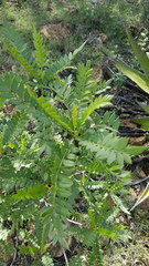 Pseudosmodingium andrieuxii