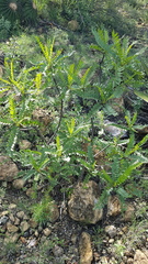 Pseudosmodingium andrieuxii