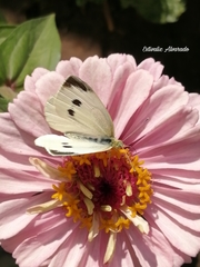 Pieris rapae rapae