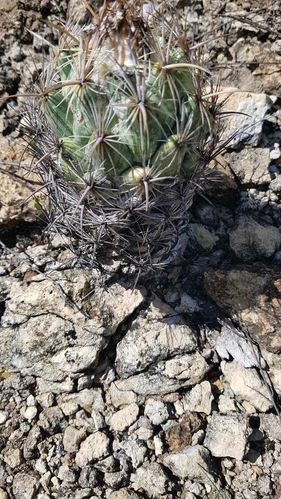 Coryphantha pallida, San José Miahuatlán, Pue., México