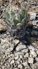 Coryphantha pallida