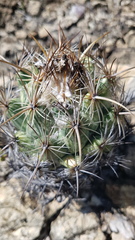 Coryphantha pallida