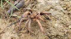 Acanthoscurria