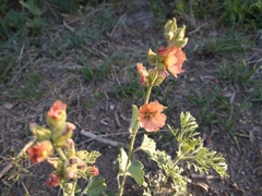 Sphaeralcea cordobensis