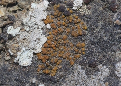Polycauliona ludificans