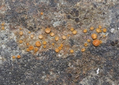 Polycauliona ludificans
