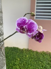 Phalaenopsis