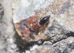 Brasema leucothysana