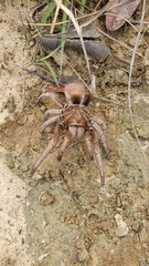 Acanthoscurria
