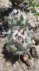 Coryphantha pallida