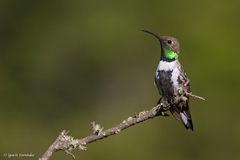 Oreotrochilus leucopleurus