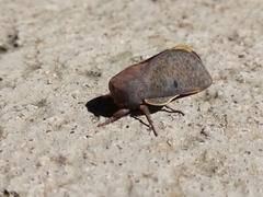 Psilopygida crispula