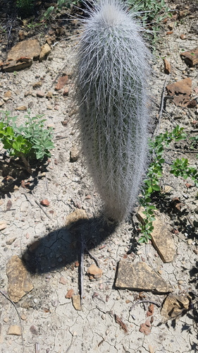 Cephalocereus columna-trajani