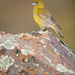 Patagonian Yellow-Finch - Photo (c) ignacio_hernandez, some rights reserved (CC BY-NC), uploaded by ignacio_hernandez