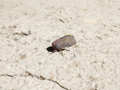 Psilopygida crispula