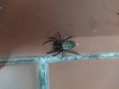 Asthenoctenus borellii