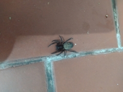 Asthenoctenus borellii