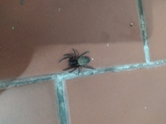 Asthenoctenus borellii