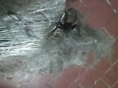 Asthenoctenus borellii