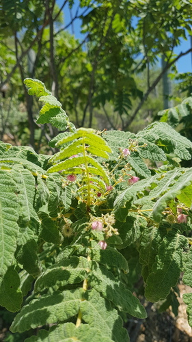 Actinocheita filicina (Actinocheita filicina)