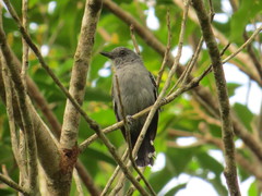 Thamnophilus punctatus