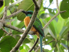 Jacamerops aureus