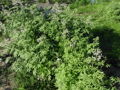 Tarenaya longicarpa