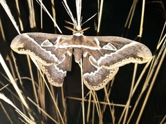 Rothschildia maurus
