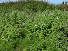 Tarenaya longicarpa