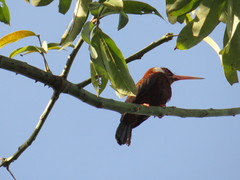 Galbalcyrhynchus leucotis