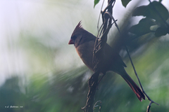 Cardinalis cardinalis saturatus