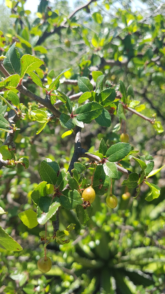Bursera biflora (Bursera biflora)