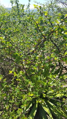 Bursera biflora