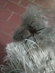 Asthenoctenus borellii